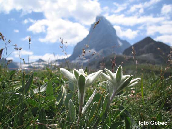 Runolisti u podnozju Matterhorna