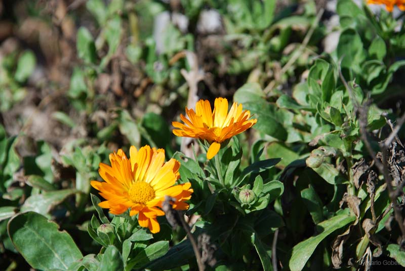 2008_02_Losinj_005