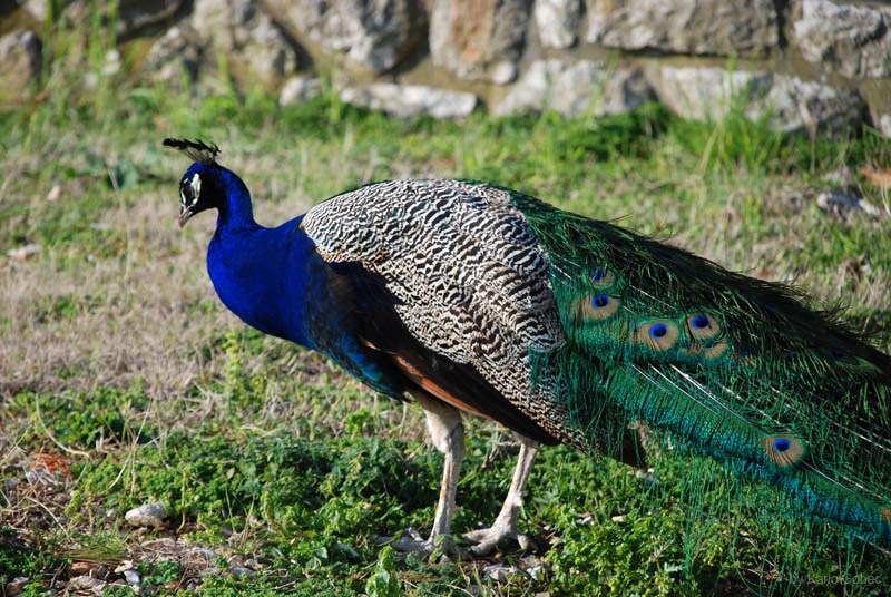 2008_02_Losinj_030